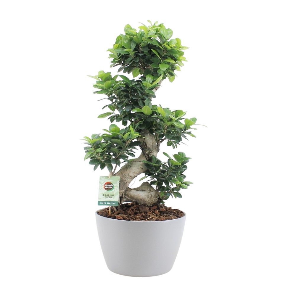 Ficus Ginseng S type in Grijs keramiek met Bark, D 28