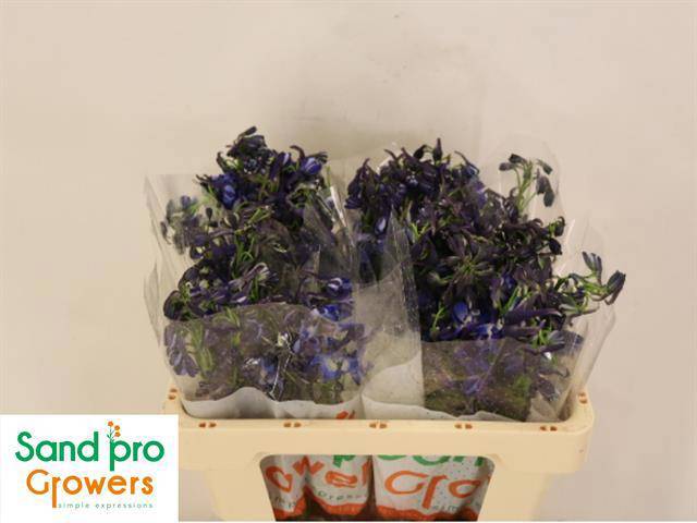 Дельфиниум од. Донна 50, шт.