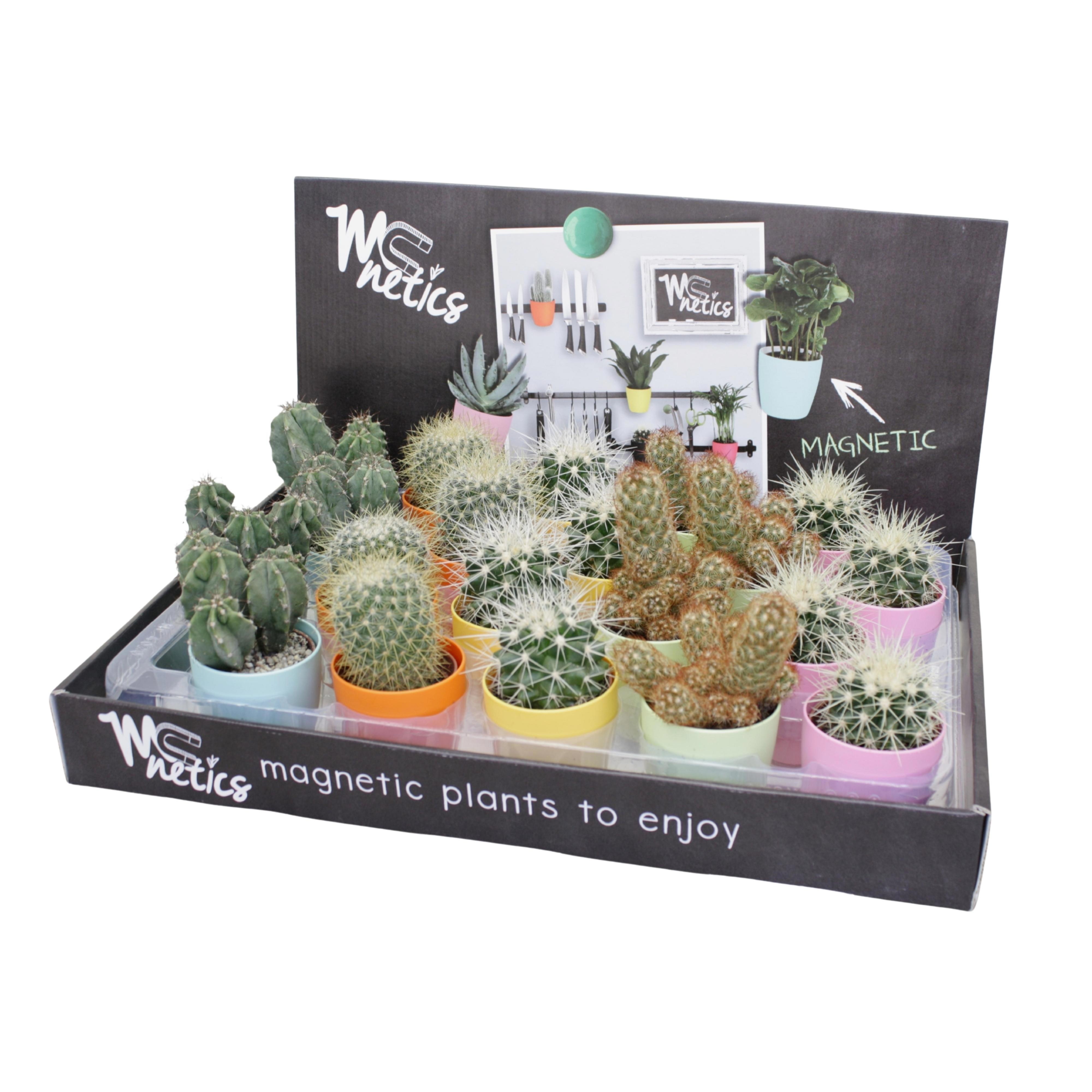 Cactus mix 5,5 cm in magnetic kleur pot, D 5,5