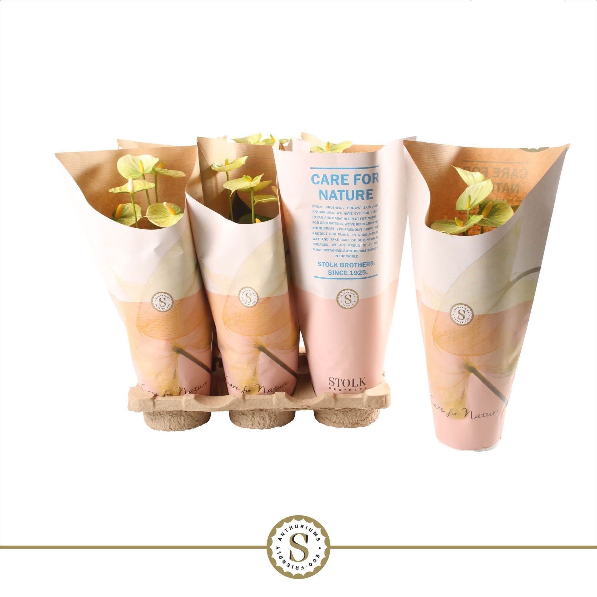 Anthurium Yellow Champion 12cm in papieren hoes, D 12