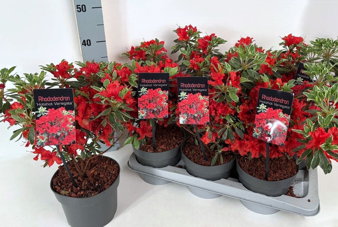 Rhododendron (AJ) 'Hotshot Variegata' P17, D 17