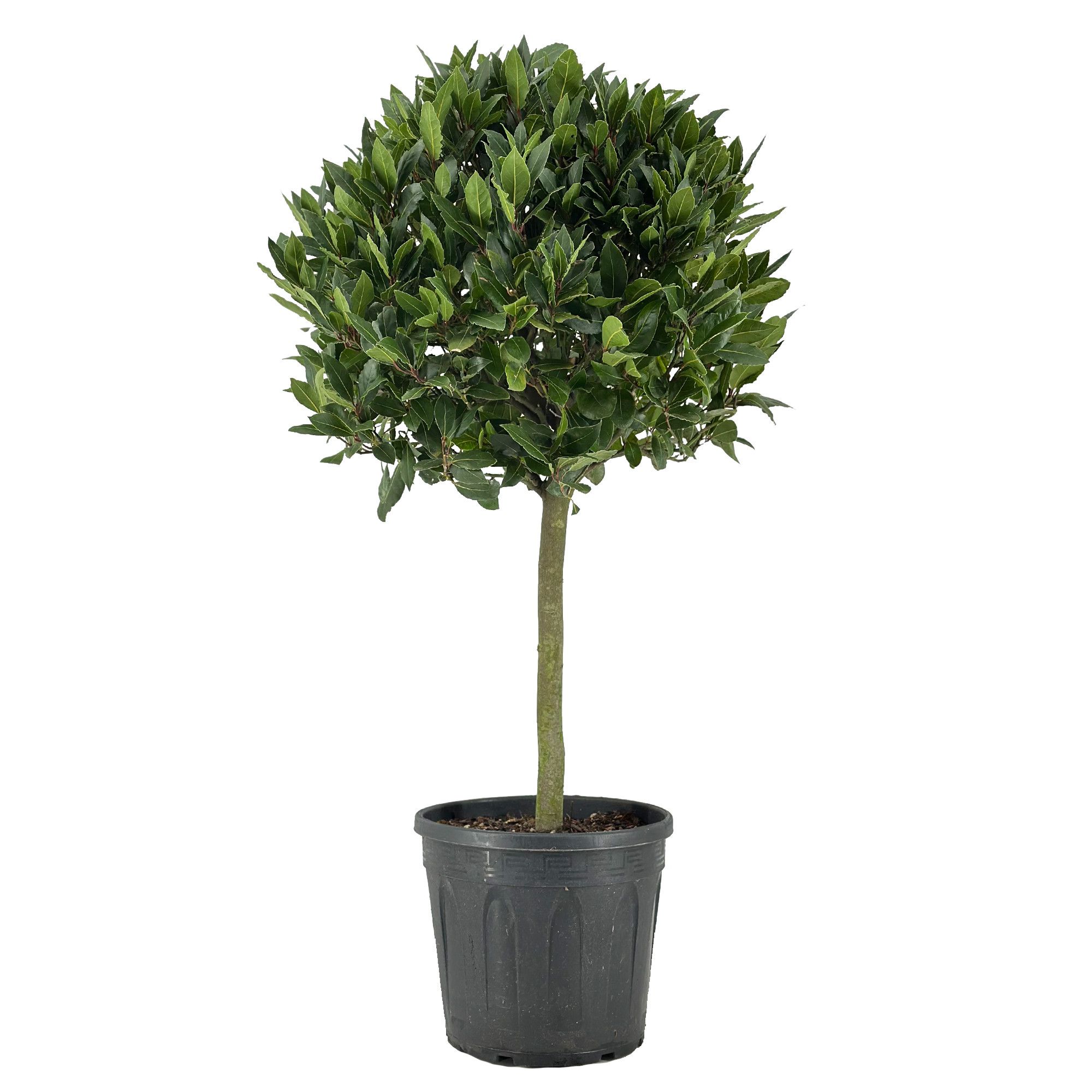 Laurus nobilis Bol op stam, D 30