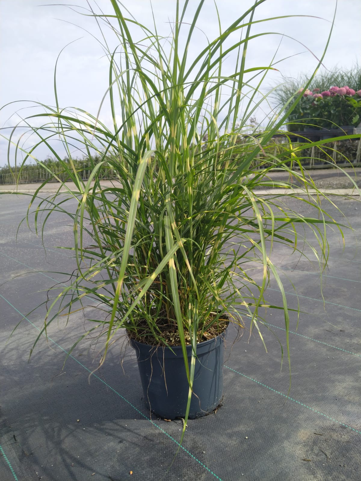 Miscanthus sin. 'Strictus Compakt', D 23