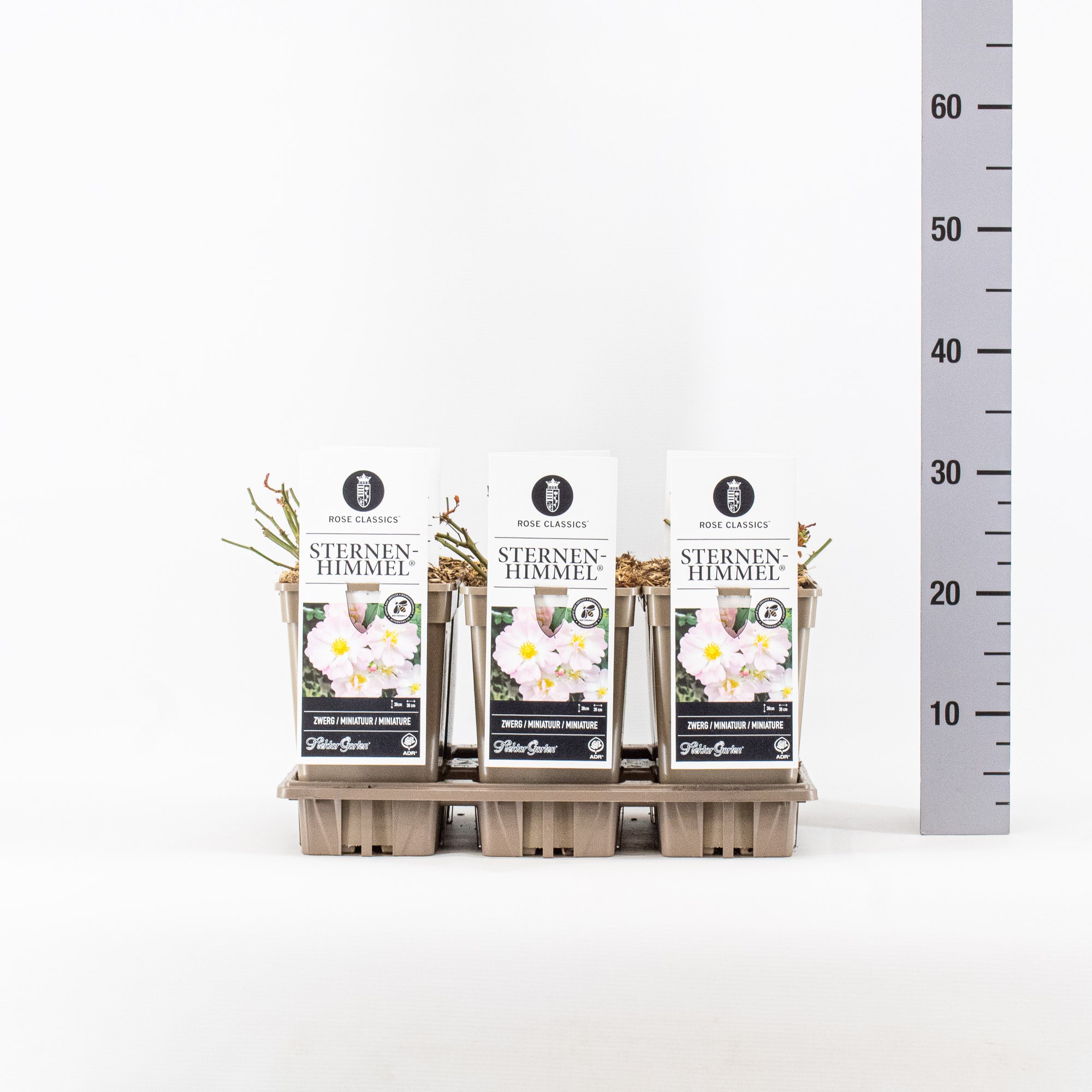 Rosa (M), Sternenhimmel ®, C3, D 17