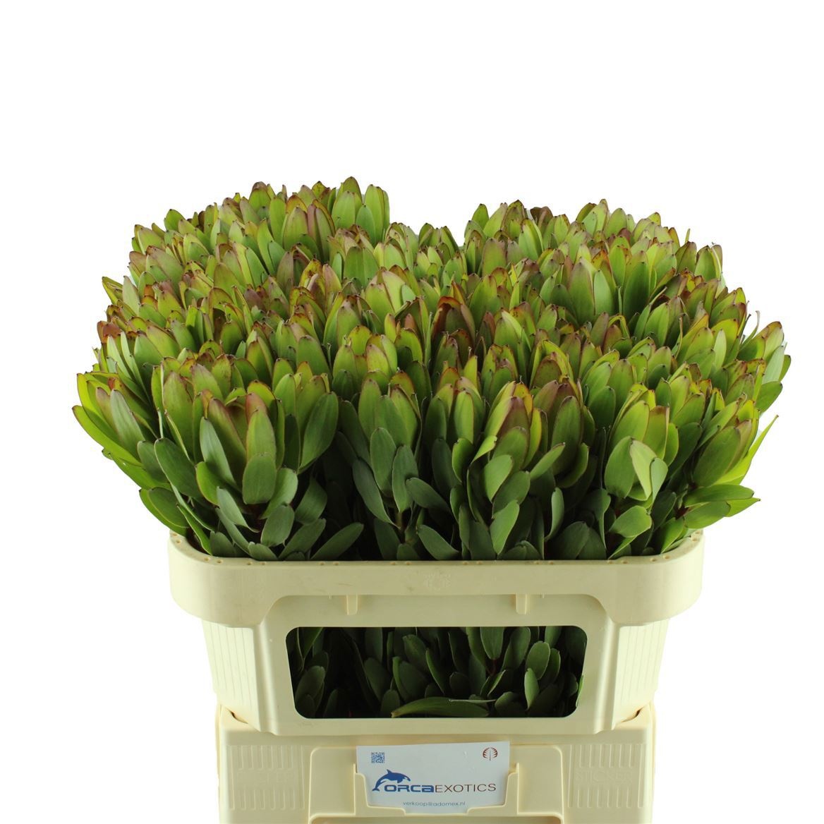 Леукадендрон Сафари Голдстрайк 70 (зел.), шт.