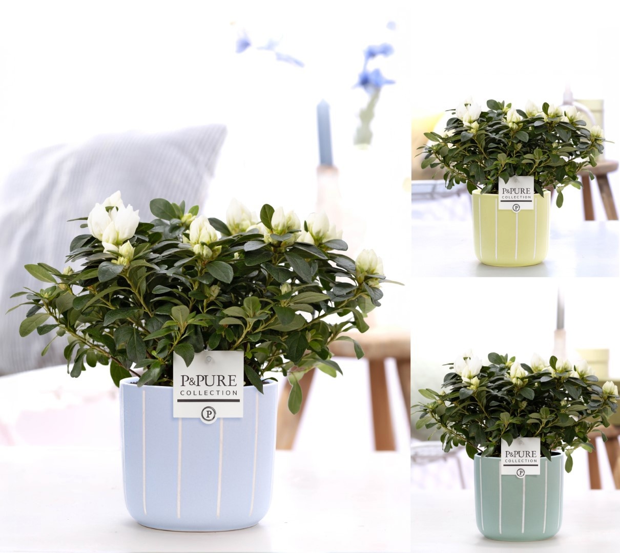 1st class Azalea white in P&PURE Fleur ceramics ass.3, D 12