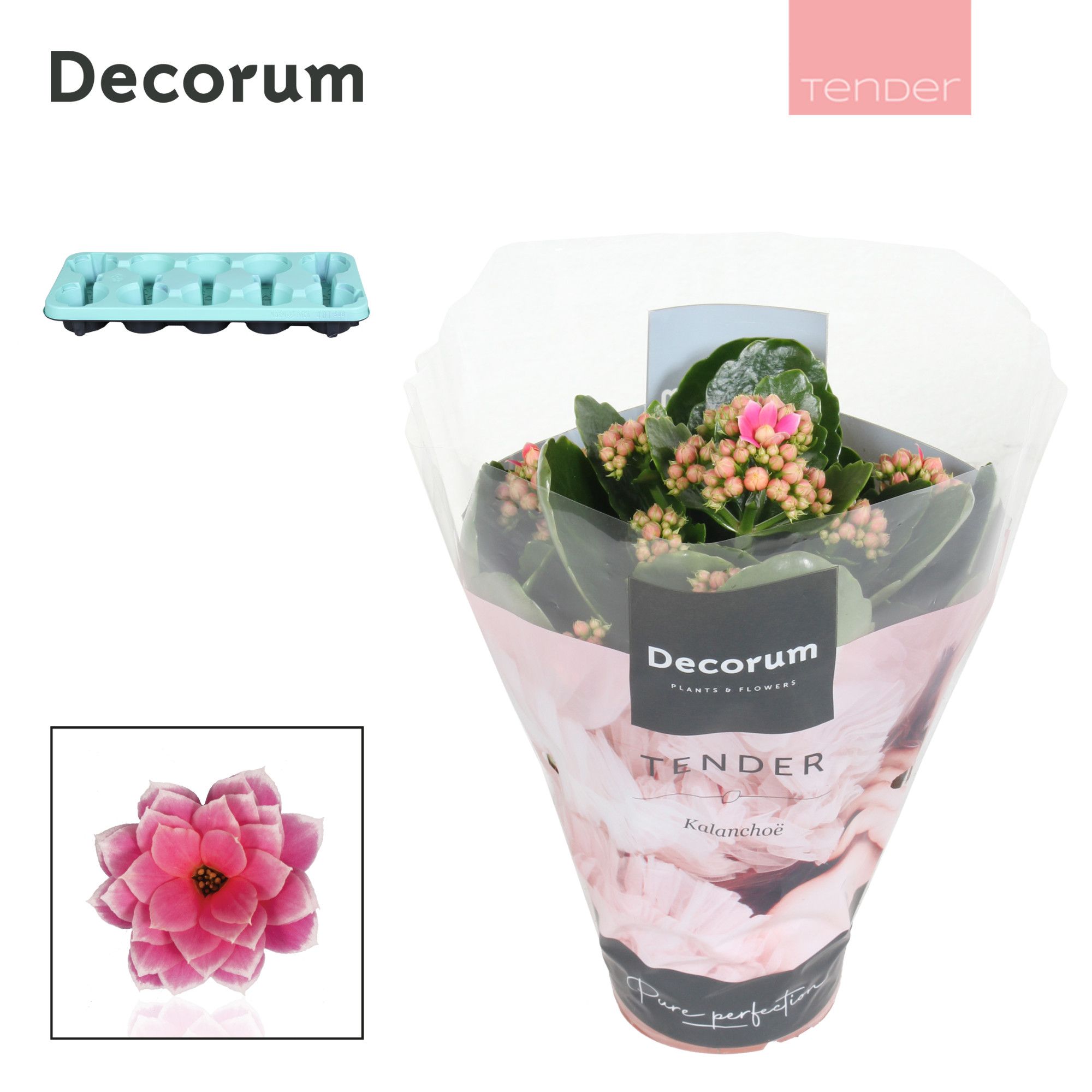 Kalanchoe Decorum TENDER - Serenity Pink White, D 10,5 cm Kalanchoe Decorum TENDER - Serenity Pink White, D 10,5 cm