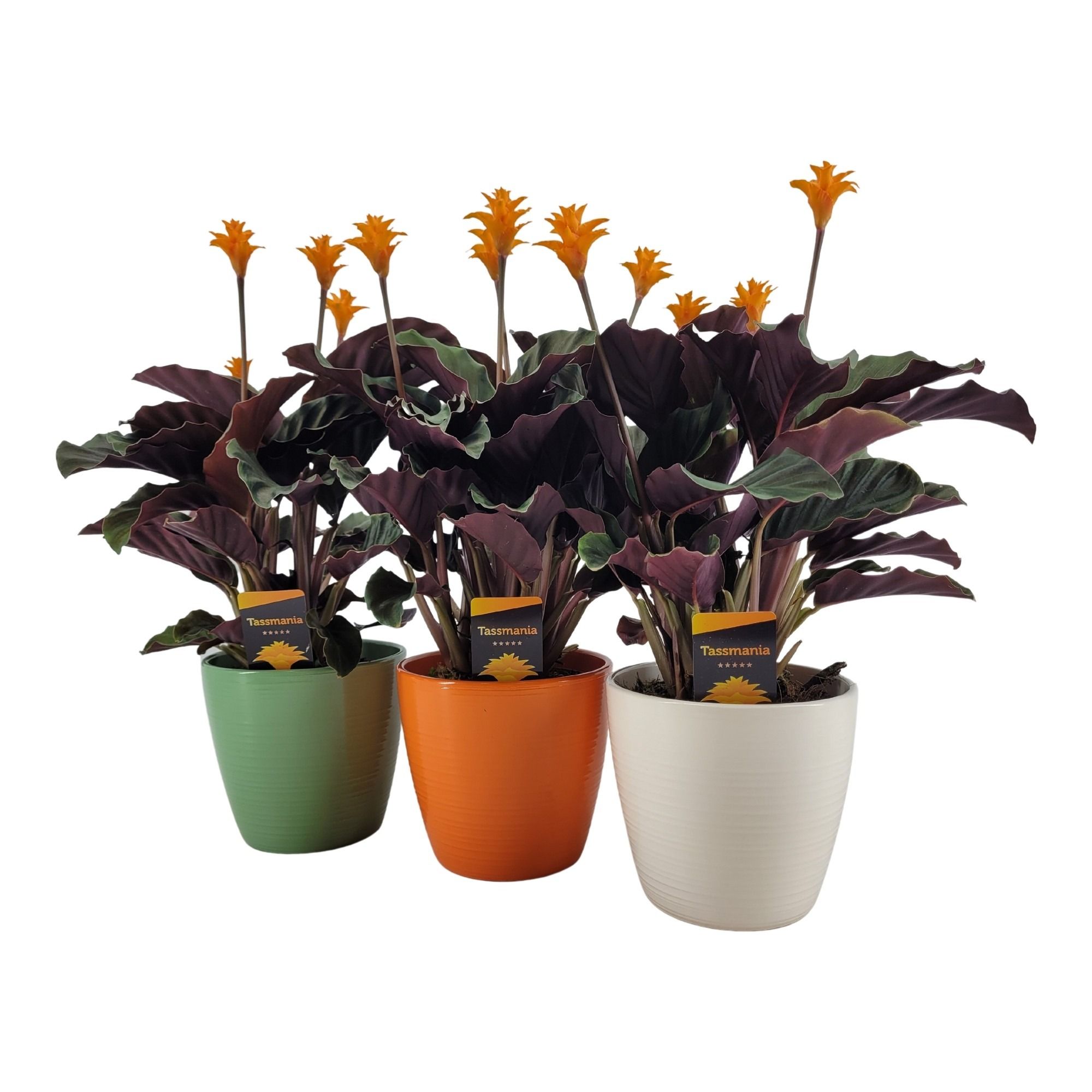 Tassmania3-4 bloem in Evana keramiek, D 15