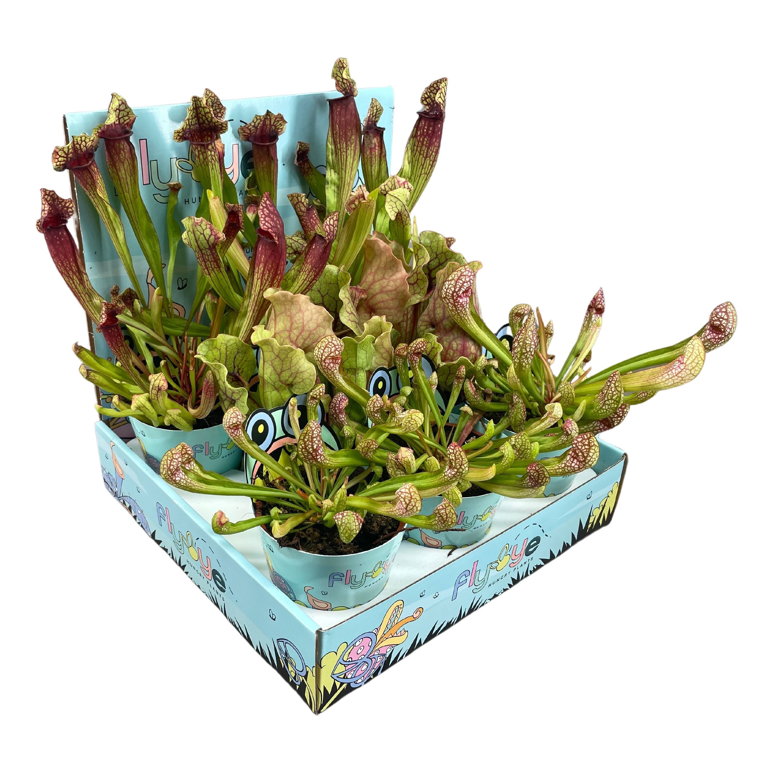 Sarracenia mix 8,5 cm in Flybye display, D 8,5