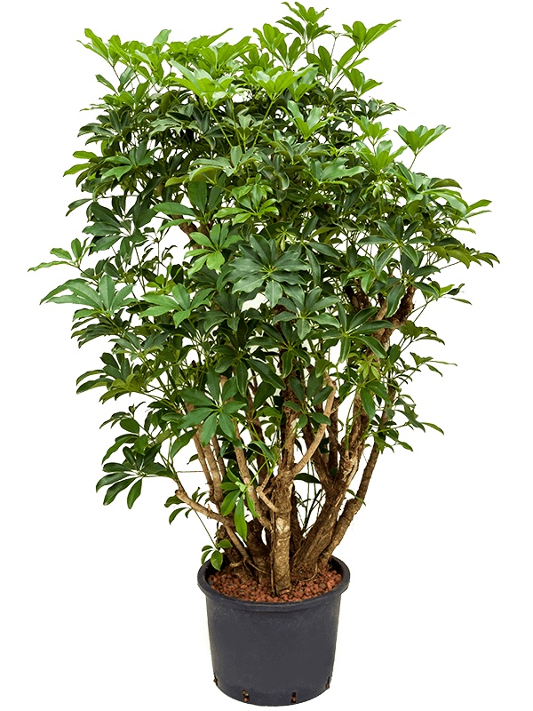 Schefflera arboricola 'Compacta', D 32 cm