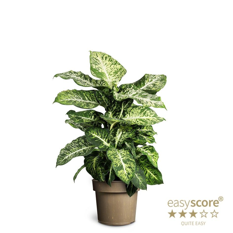 Dieffenbachia ´Mars´, D 24 cm