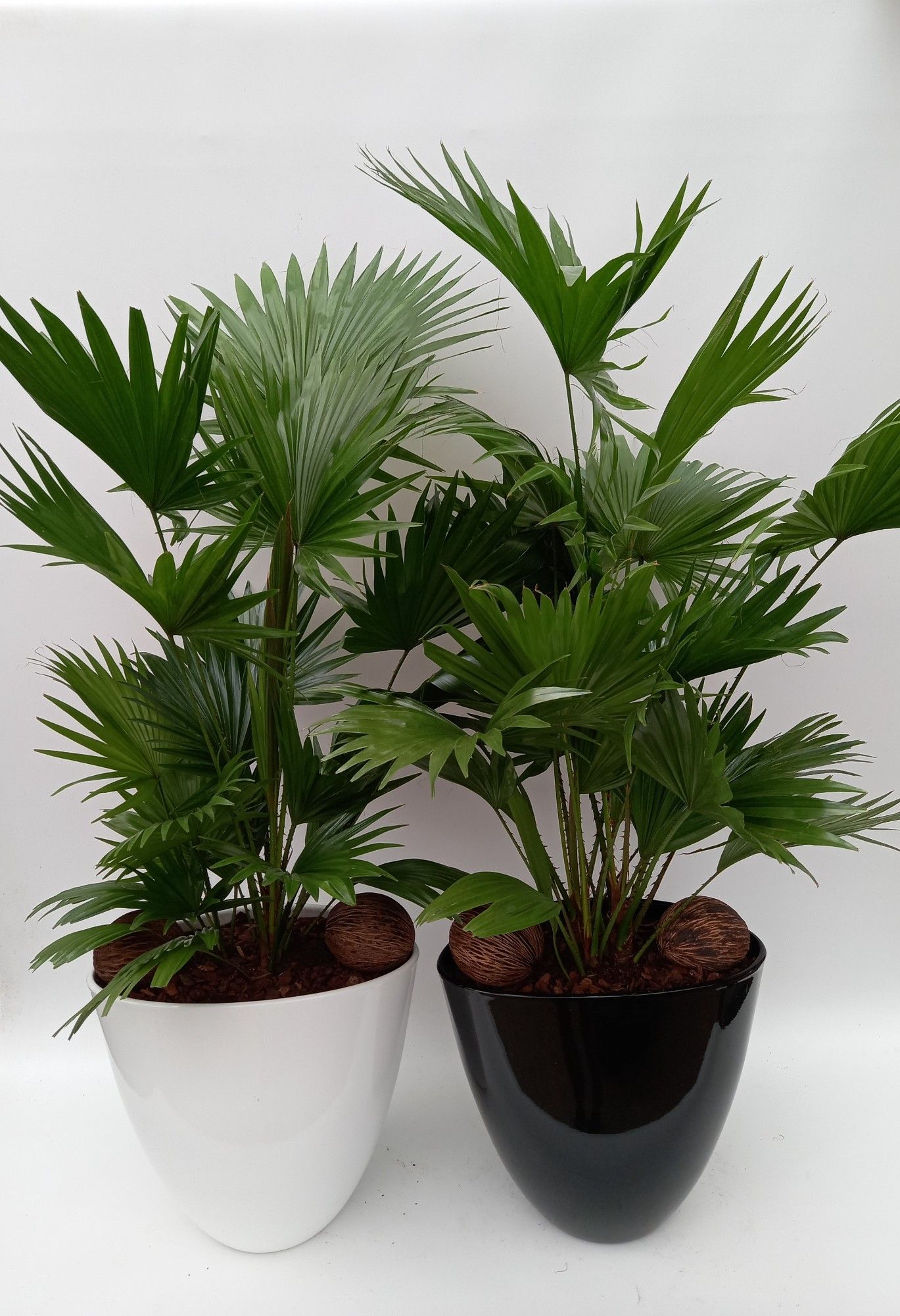 Livistona in Turin pot, D 32