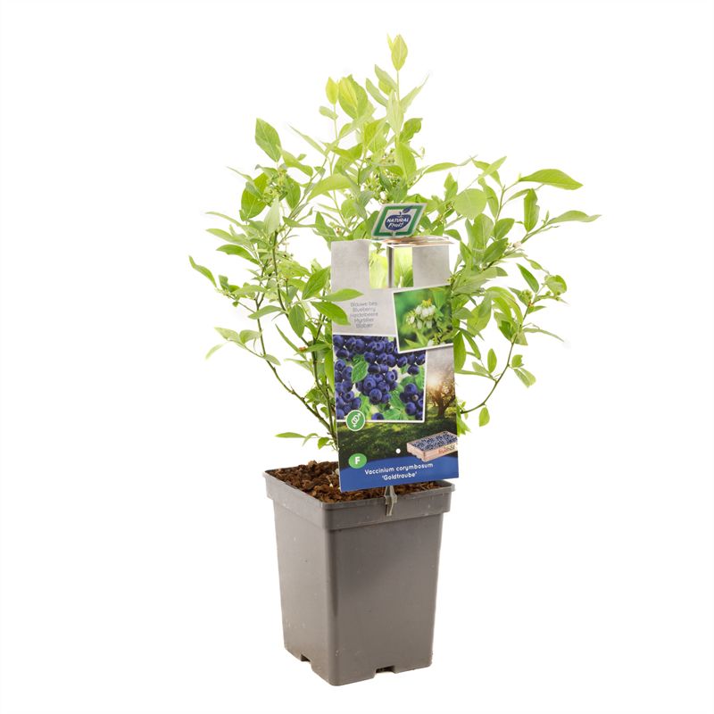 Vaccinium corymbosum Goldtraube Blauwe bes (pluk augustus), D 18 cm