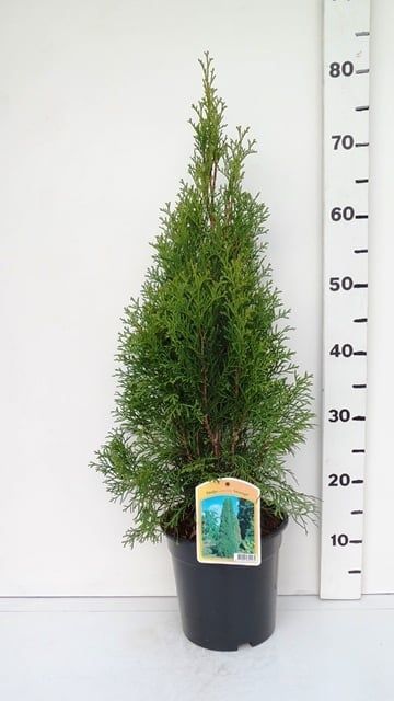 Thuja occ. 'Smaragd', D 19