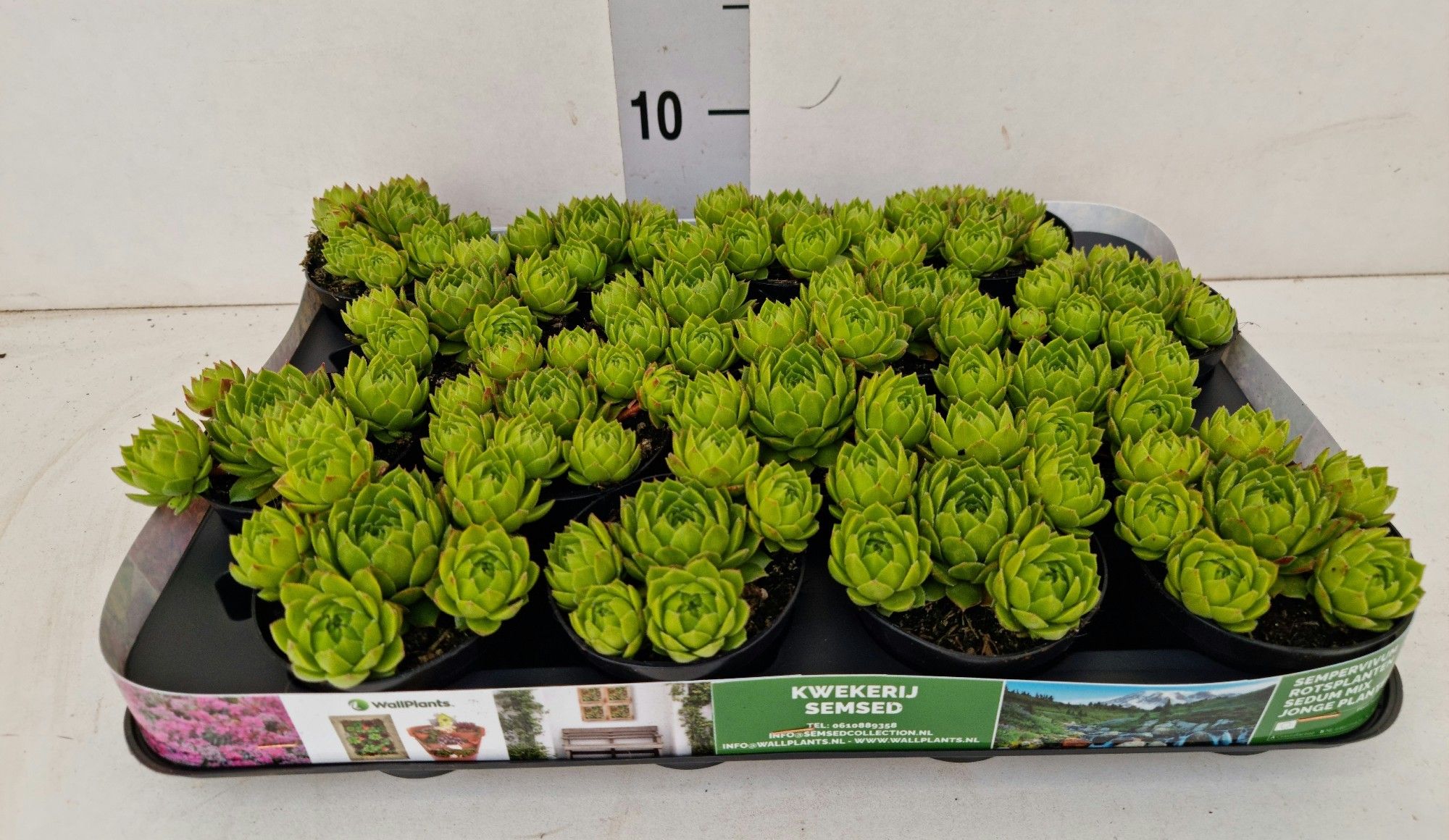 Sempervivum Jovibarba ™, D 8