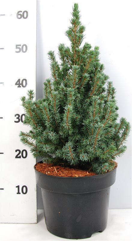 Picea gl. 'Sander's Blue', D 23