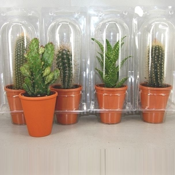 364 Rozenpot soloblister cac 6,5 cm, D 8