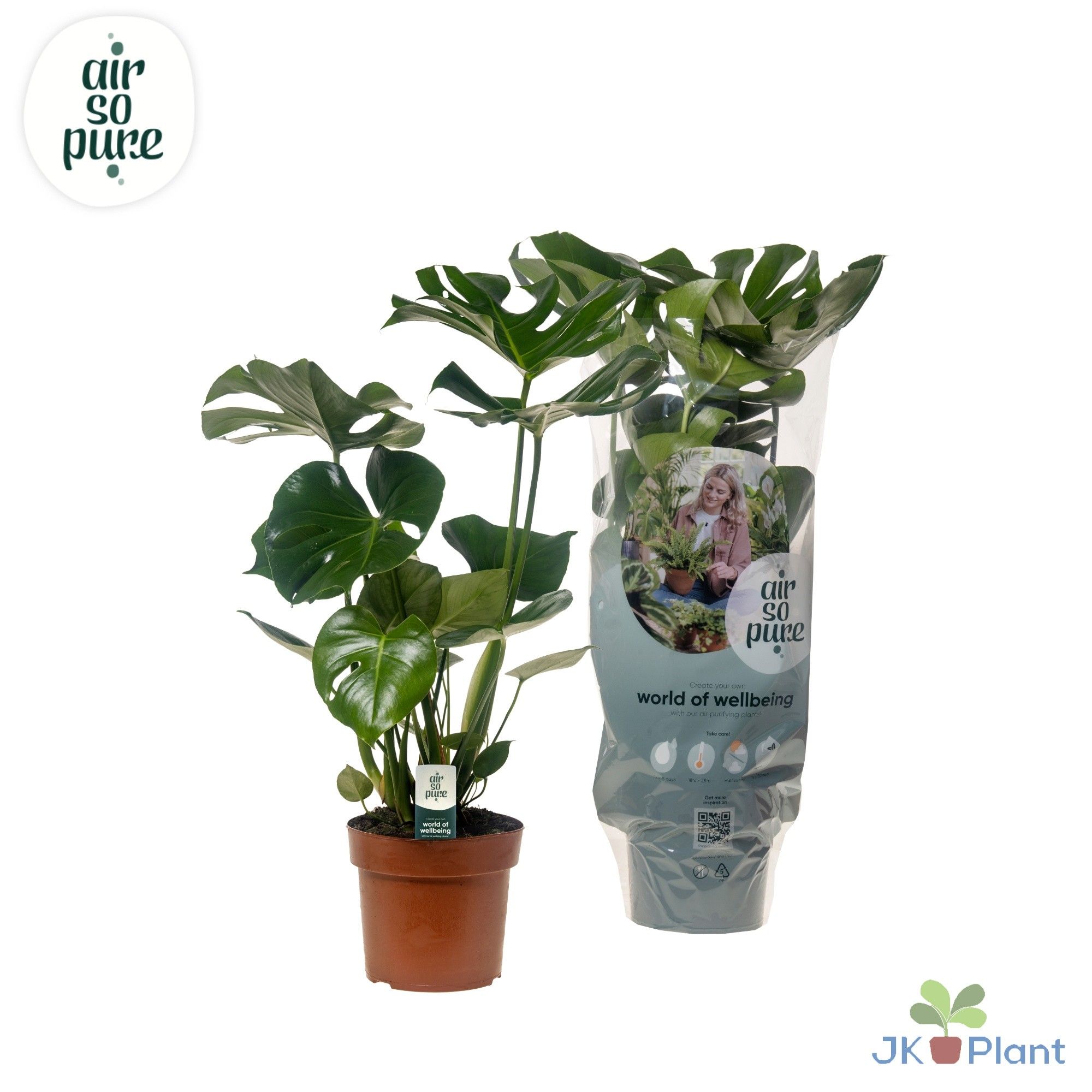 Monstera Deliciosa "Air So Pure", D 17