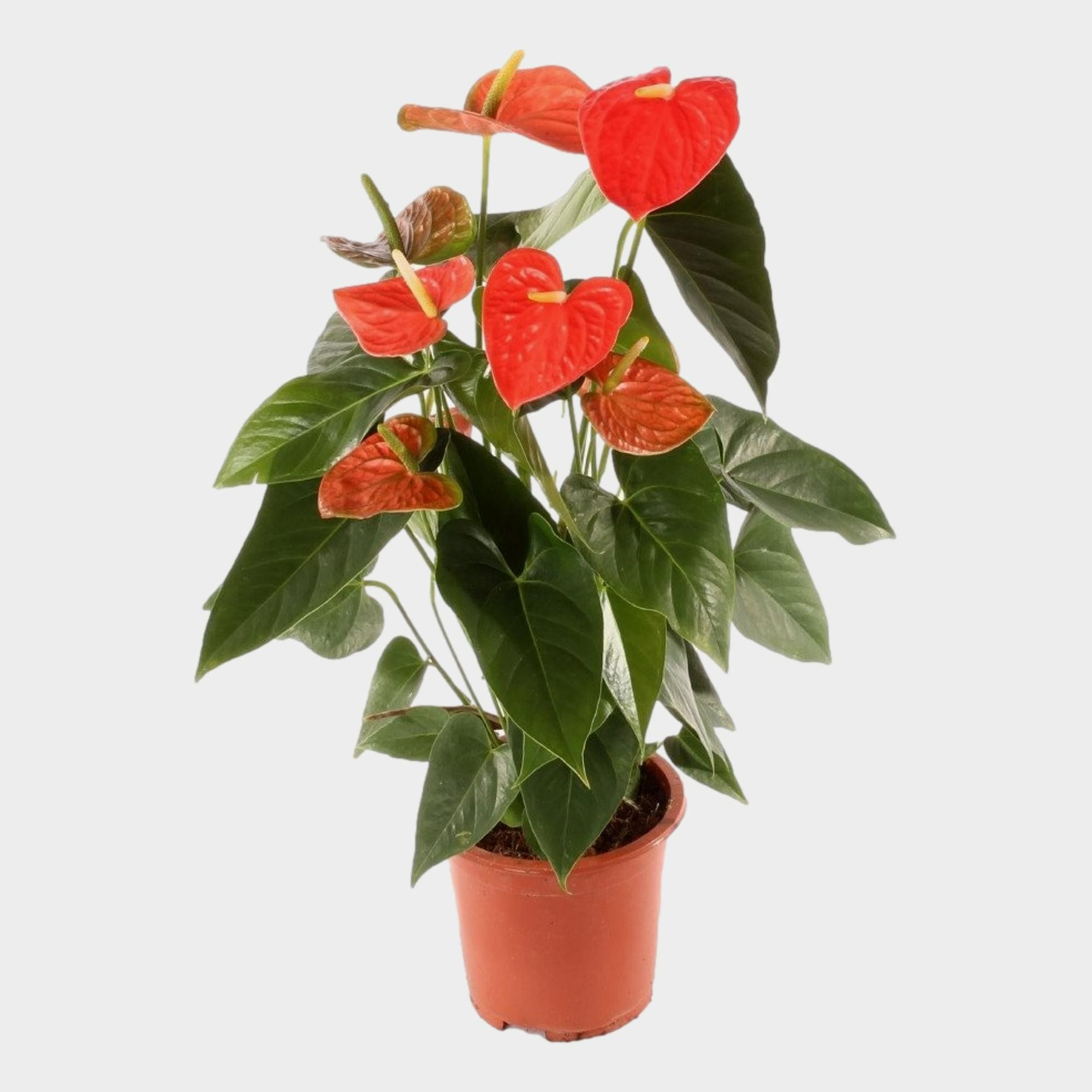 Anth. Prince of Orange P17., D 17