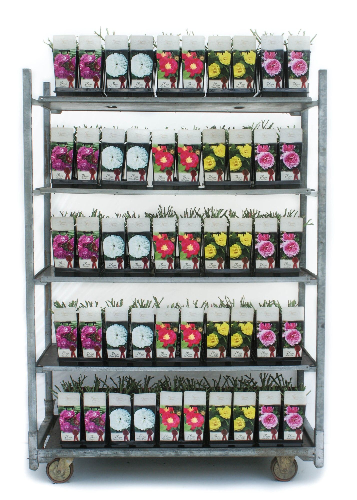 Historical Roses 2L, D 11