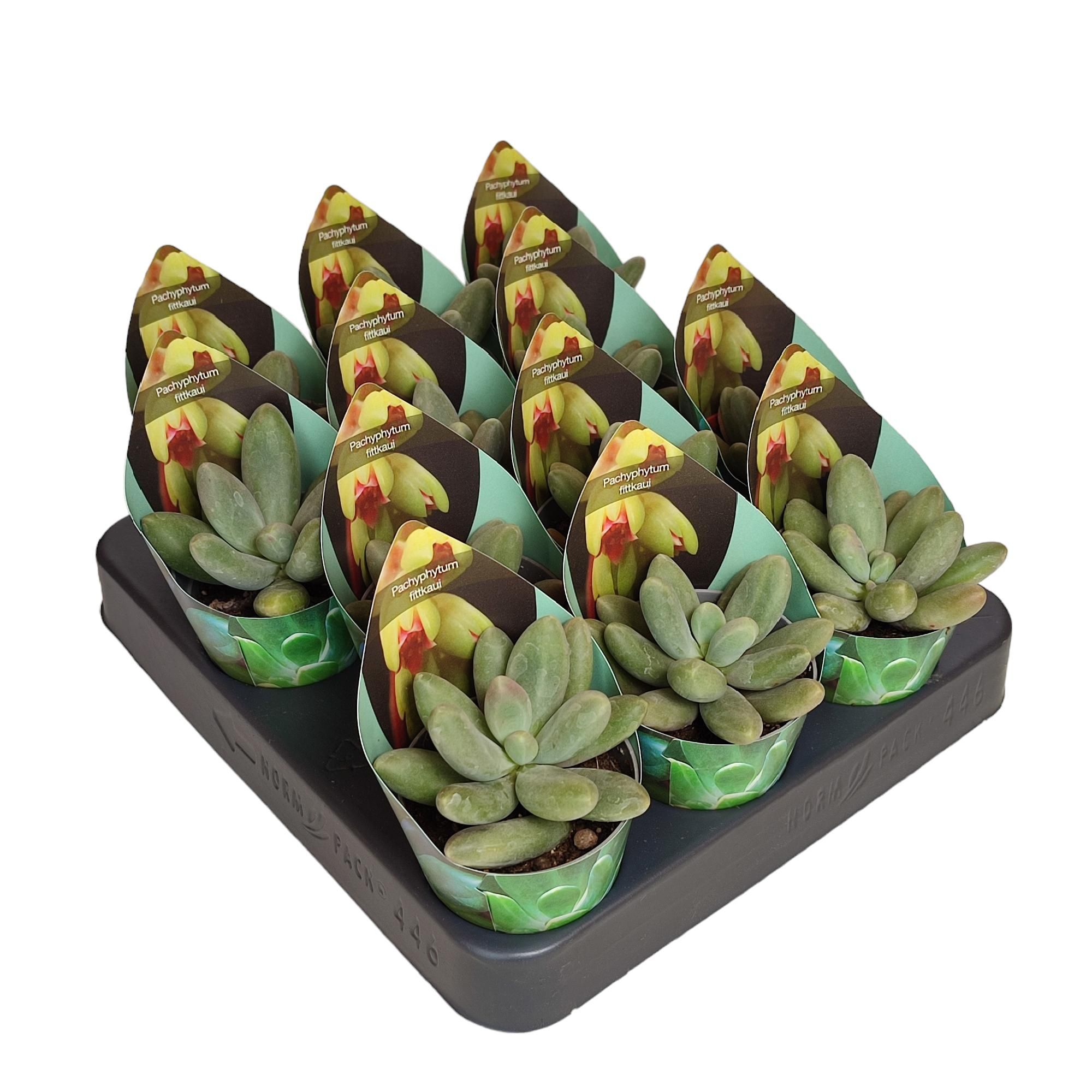 PACHYPHYTUM FITTKAUI - POT Ø 6,5 WITH POTCOVER (SUCCULENTEN), D 6,5