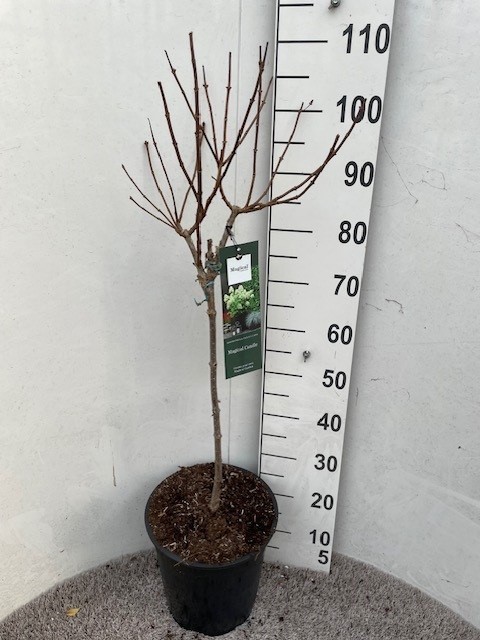 Hydrangea pan. Magical Candle 40-50 stam P28 C10, D 28