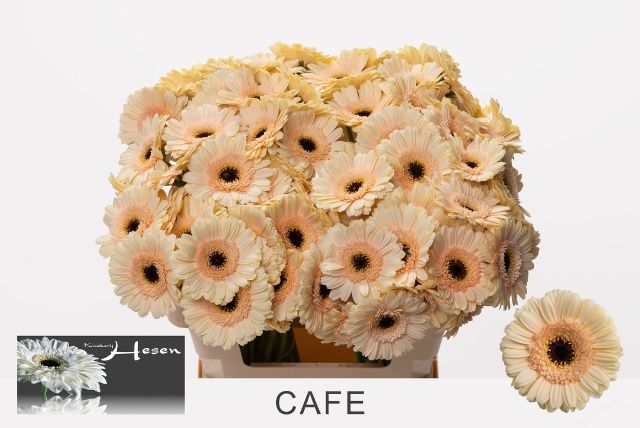 Гермини Кафе, шт.