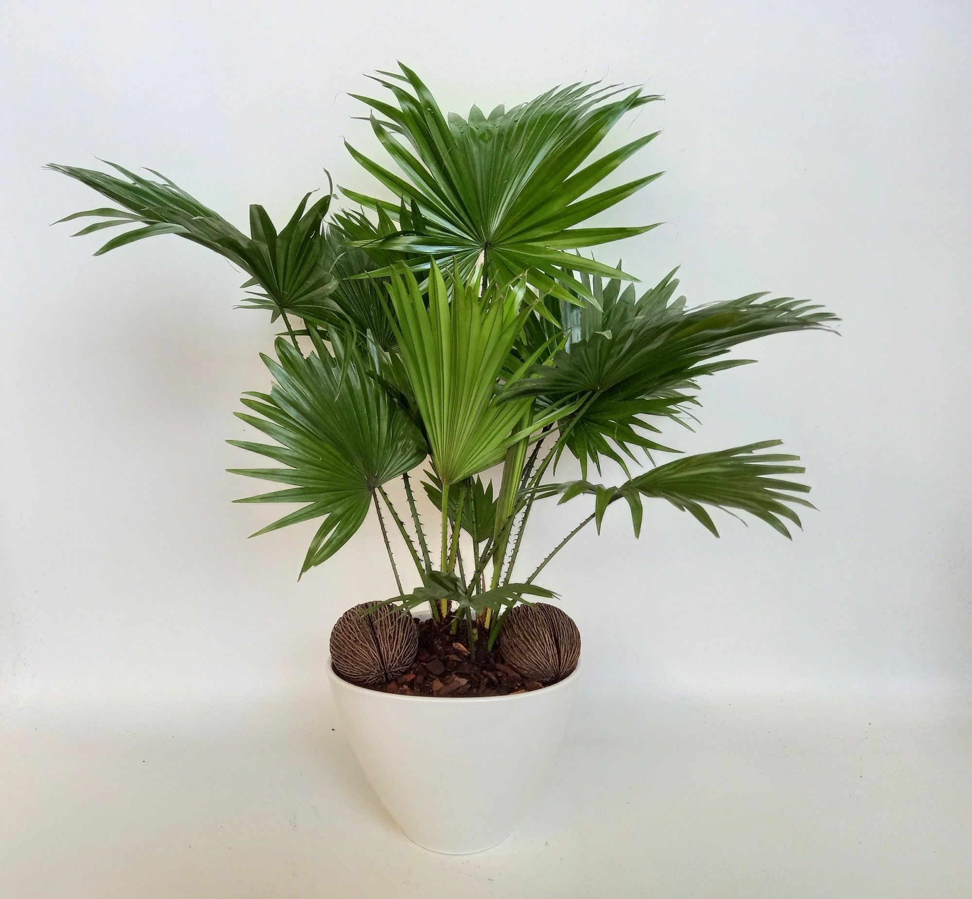 Livistona in Stockholm wit nr 41, D 26