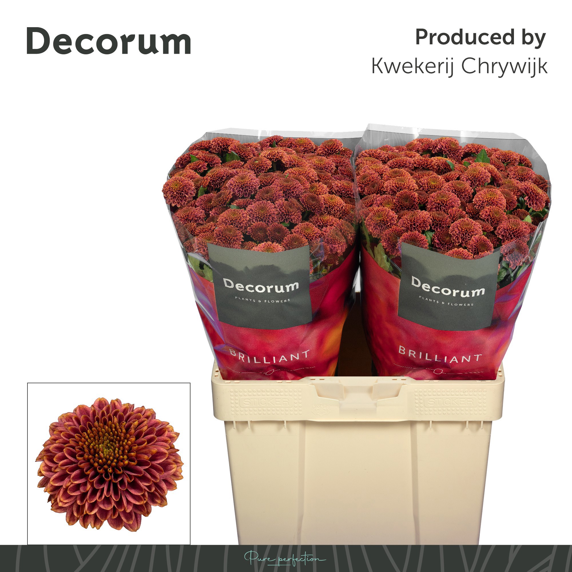 Сантини Дориа Черри, шт.