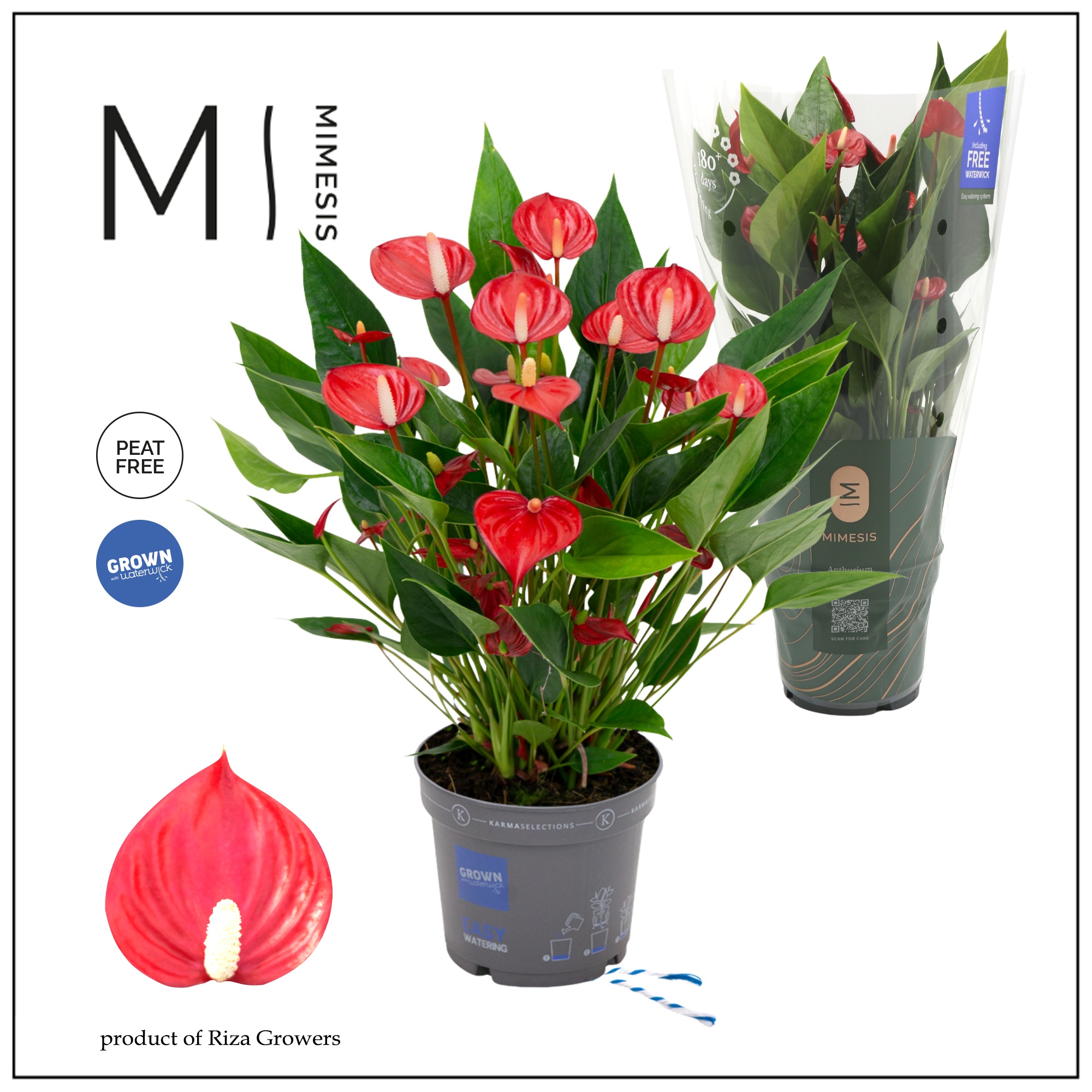 Mimesis Anthurium KARMA Million - 12cm, D 12
