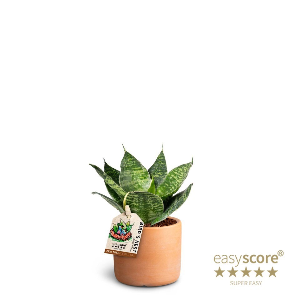 SANSEVIERIA TRIFASCIATA 40633259 Raw Terracotta 'HAHNII', D 6