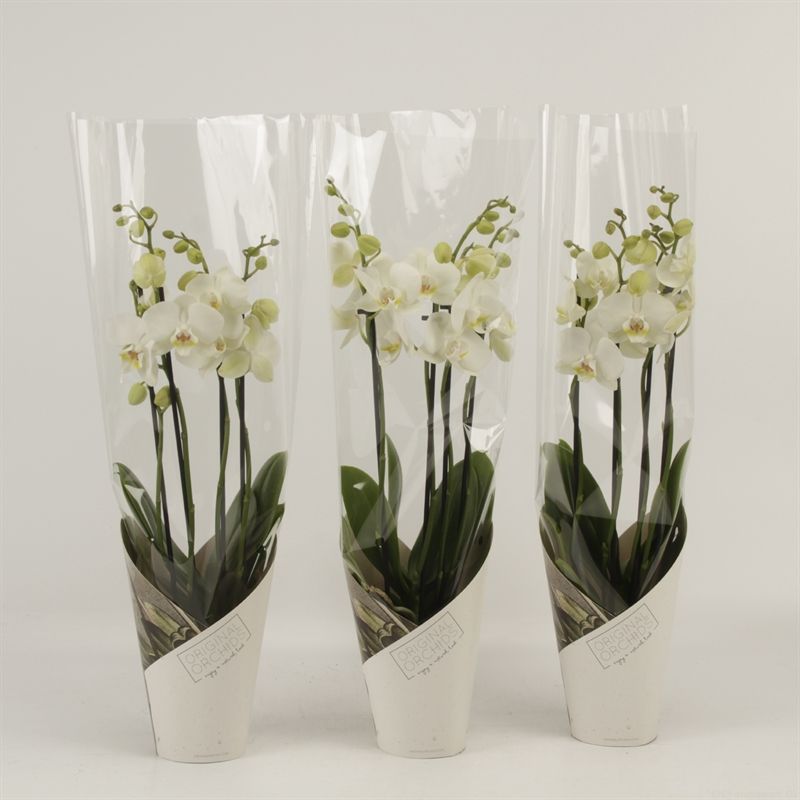 Phalaenopsis overig wit 4 tak wit in koker Artemis, D 12