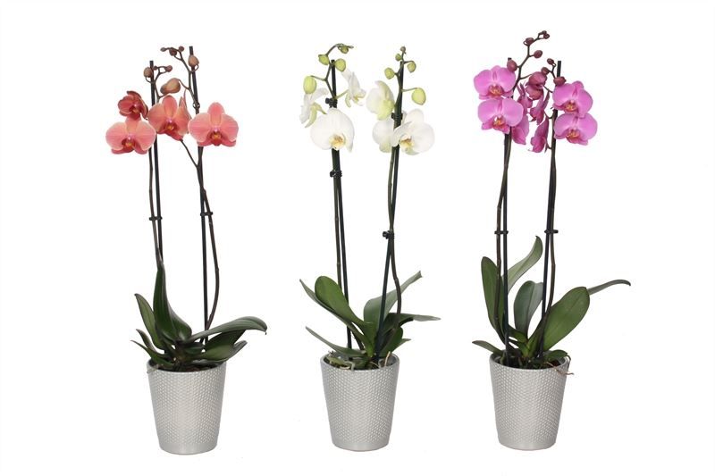 Zoe p12 dots silver Phal mix 2T14+, D 12 cm