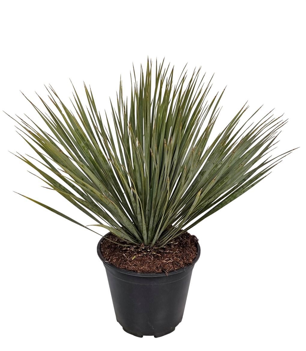 Yucca Rostrata, D 24 cm Yucca Rostrata, D 24 cm