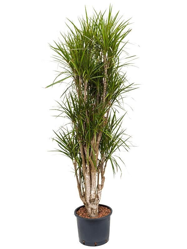 Dracaena marginata, D 30