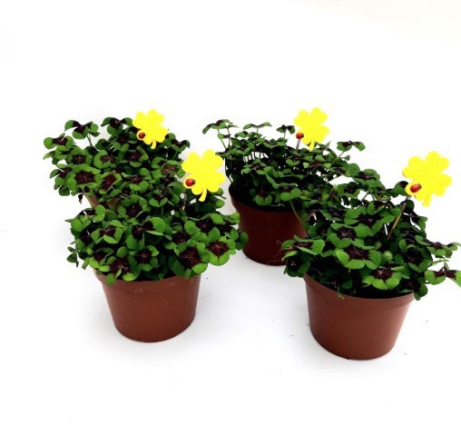 Oxalis Deppei, D 13 cm