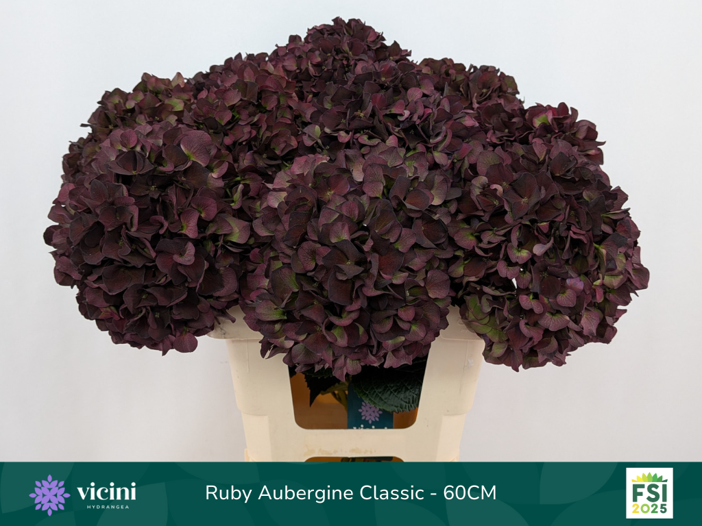 Гортензия Мэджикал Руби Рэд Перпл Классик 60, шт.