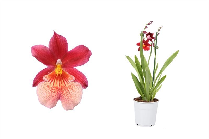 Cambria p12 Nelly Isler 2T12+ ( 4 lg/dc ), D 12 cm