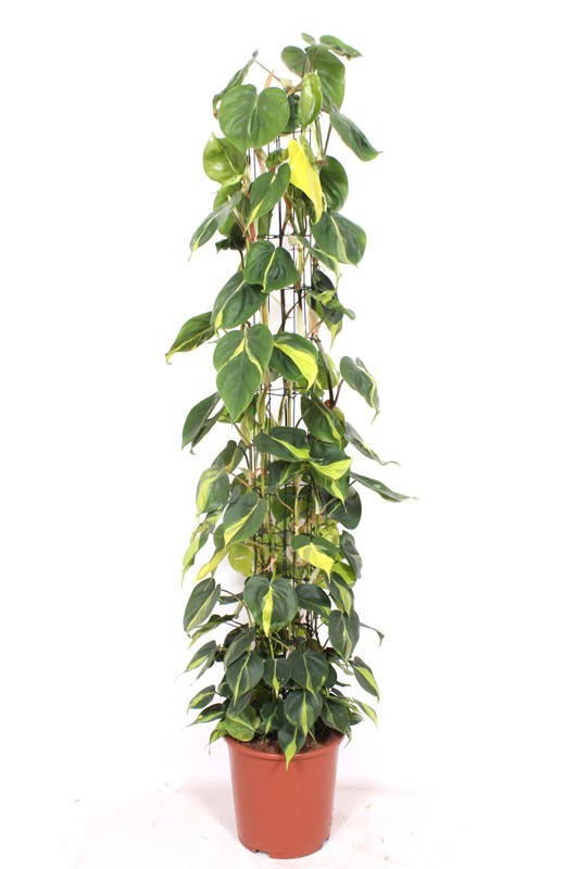 Philodendron Scandens Brasil, D 27