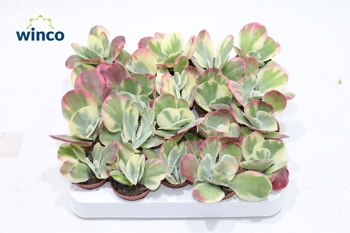 Kalanchoe Thyrsiflora Variegata, D 5,5 cm