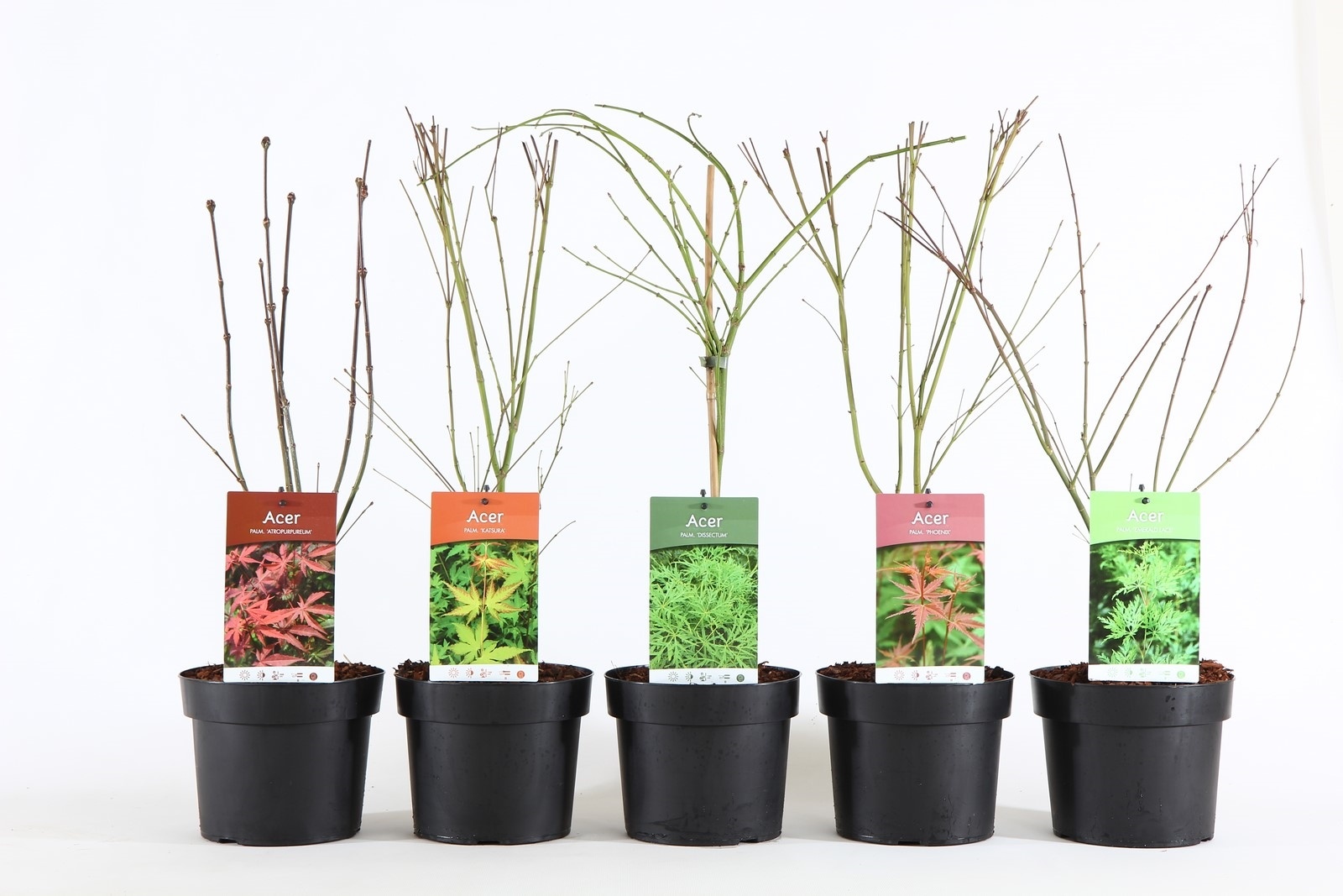 Acer palm. mix P19/C3, D 19