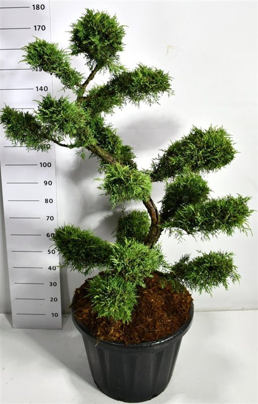 Juniperus pf. 'Pfitzeriana Aurea', D 58
