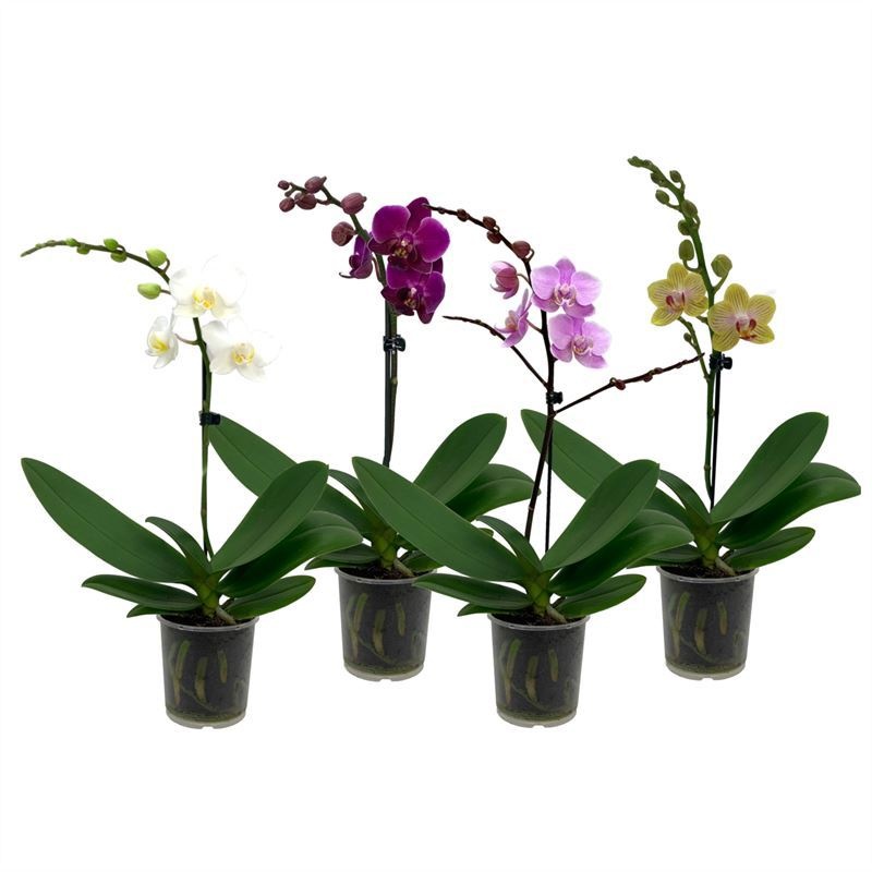 Phal p09 mix 1T07+, D 9