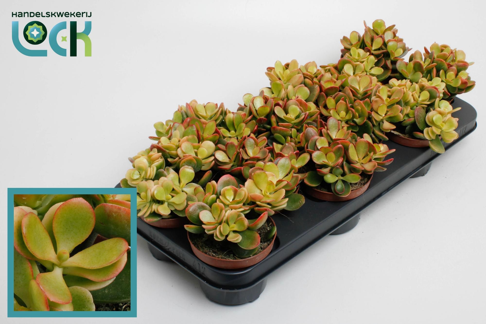 Crassula ovata 'Indian Summer', D 10,5
