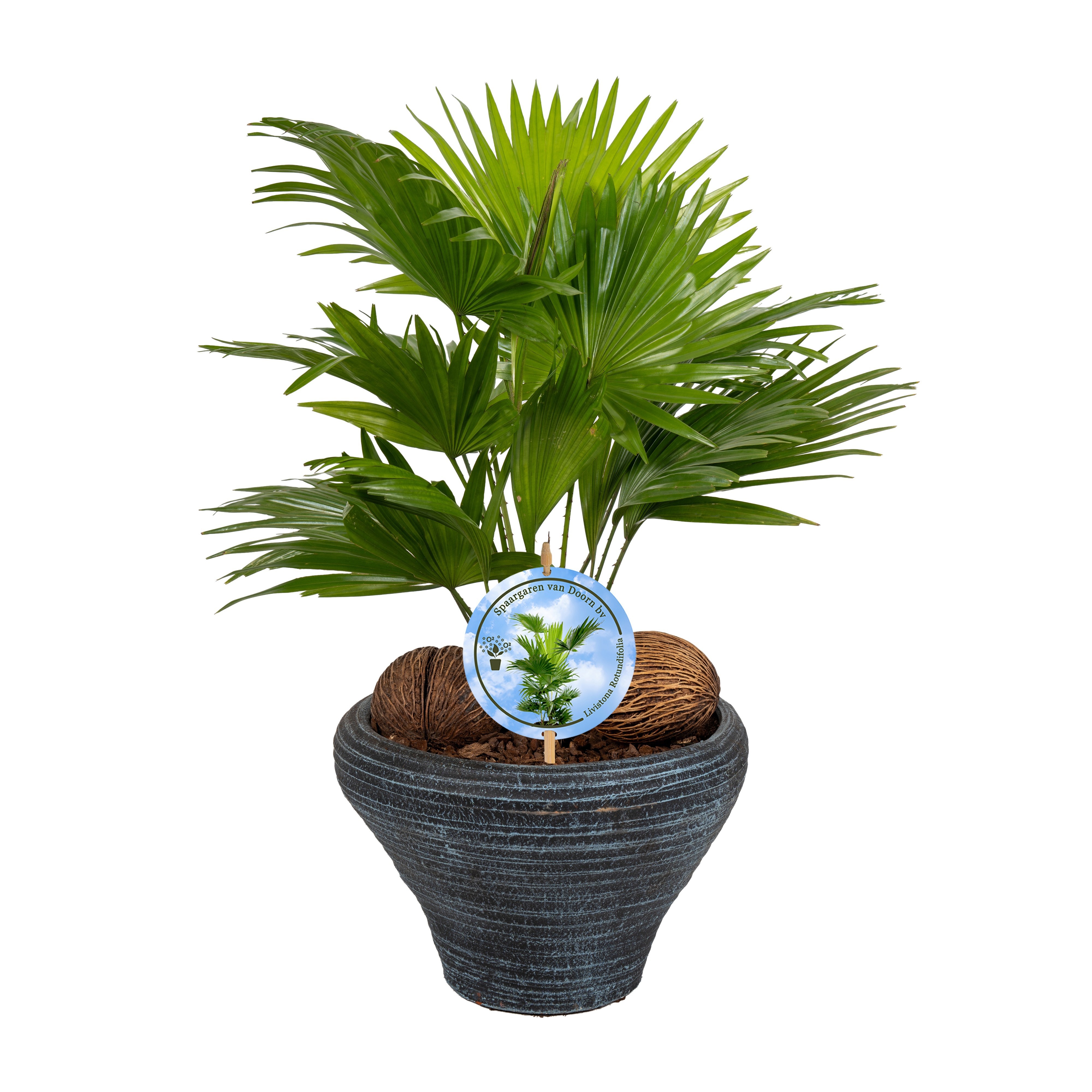 Livistona nr 6 hoedje Blue Lucht Zuiverend Aspd, D 26