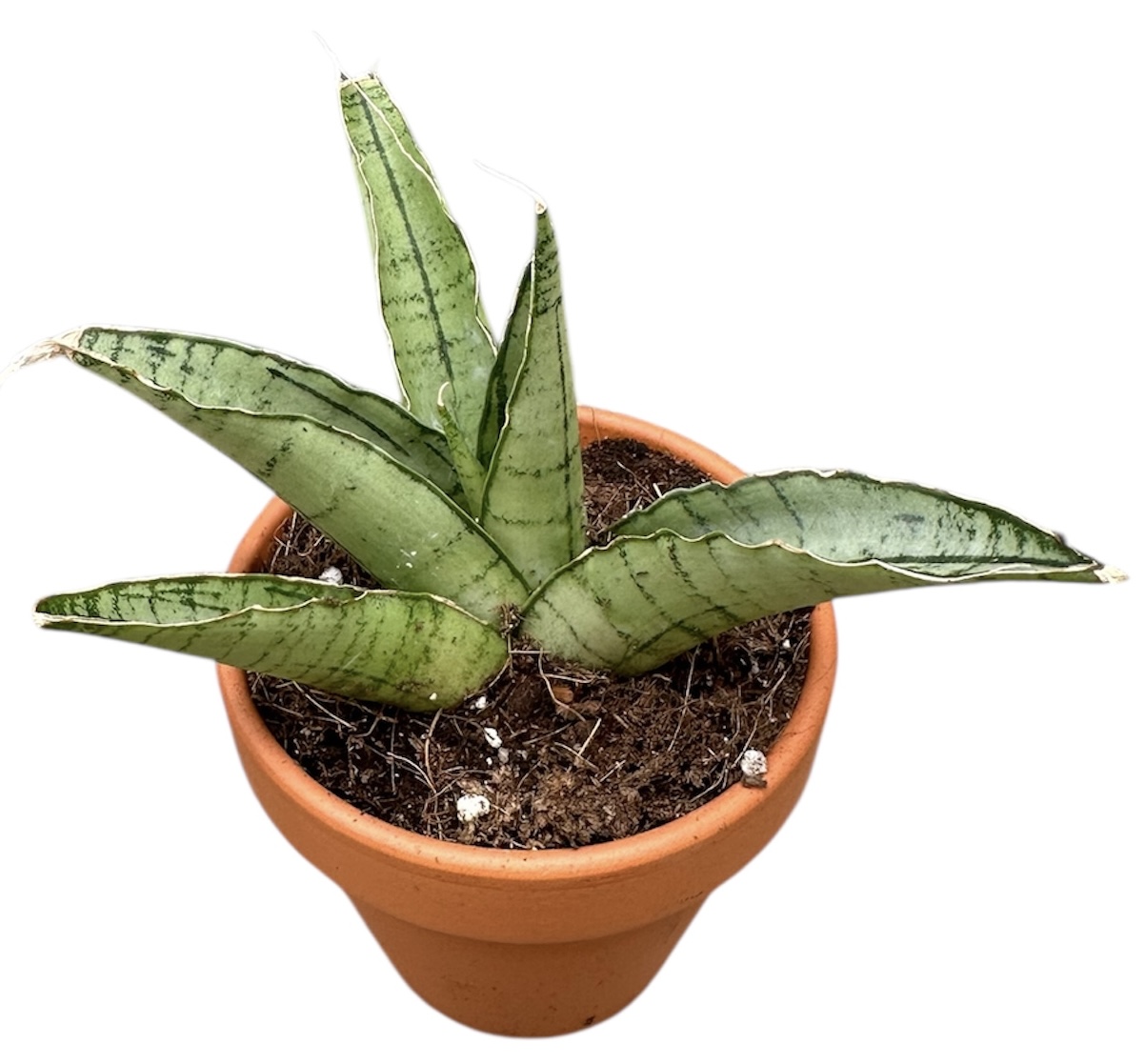 Sansevieria Himalayan, D 8