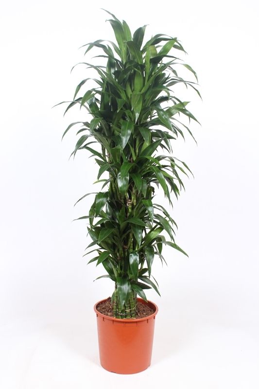 Dracaena Janet Craig, D 34