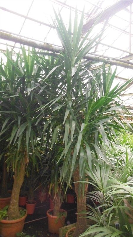 Yucca, D 45 cm Yucca, D 45 cm