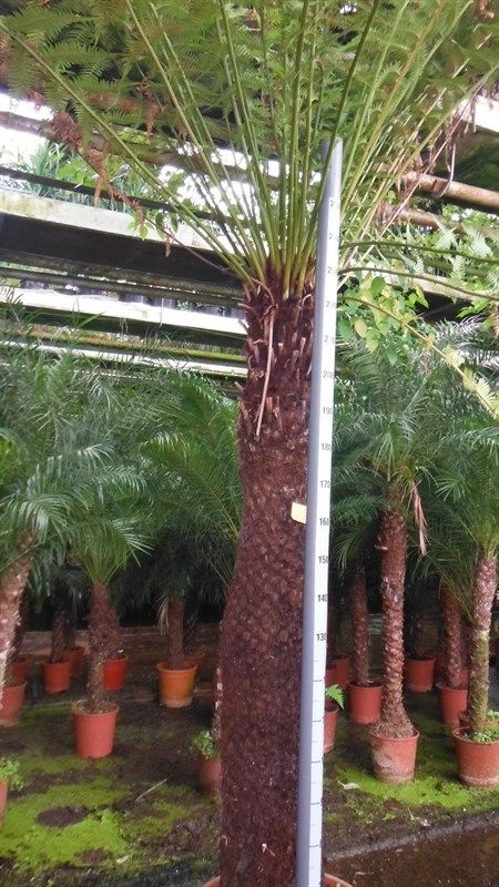 Dicksonia antarctica, D 45