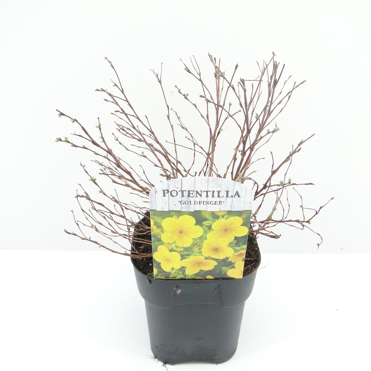 Potentilla frut. Goldfinger, D 17